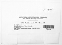 Puccinia recondita image